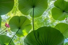 曼联动态：枪手再施冷箭，拉什福德转会受阻，中场引援目标重燃